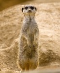 A very cute Meerkat